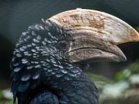 Silberwangenhornvogel